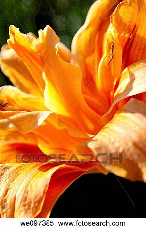 A sunlit close up of a double orange daylily View Large Photo Image Stock Photography - A sunlit close up of a double orange daylily. Fotosearch