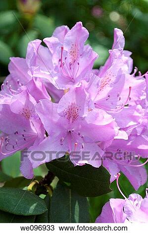 A sunlit light purple rhodedendron View Large Photo Image Stock Image - A sunlit light purple rhodedendron. Fotosearch