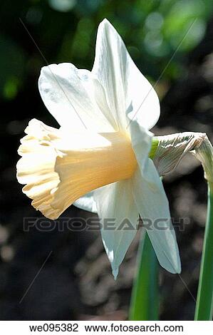 A sunlit profile of a white daffodil with a peach trumpet View Large Photo Image Stock Image - A sunlit profile of a white daffodil with a peach trumpet. Fotosearch
