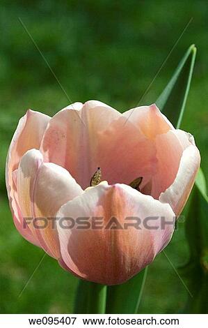 A sunlit tulip with shades of pink, peach and white edging View Large Photo Image Stock Photo - A sunlit tulip with shades of pink, peach and white edging. Fotosearch