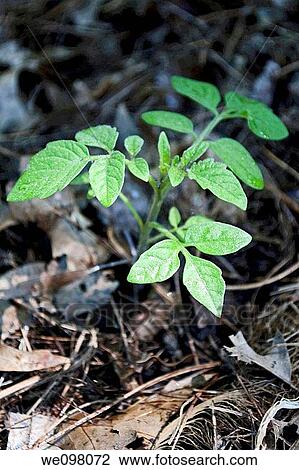 Stock Image - A Tomato plant recently planted in the garden. Fotosearch