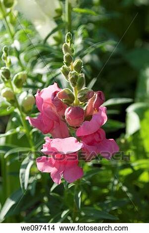 Picture - A tower of pink annual snapdragons. Fotosearch