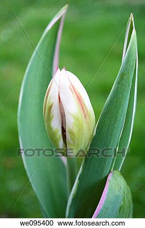 Stock Image - A tricolor tulip with verigated foliage about to open. Fotosearch