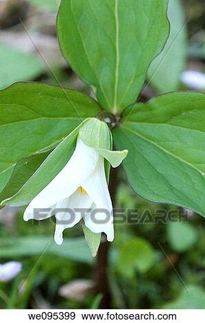 A trillium blossom about to unfold View Large Photo Image Stock Photo - A trillium blossom about to unfold. Fotosearch