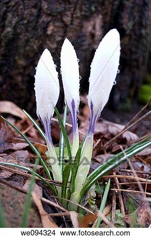 A trio of droplet covered white crocus buds View Large Photo Image Picture - A trio of droplet covered white crocus buds. Fotosearch