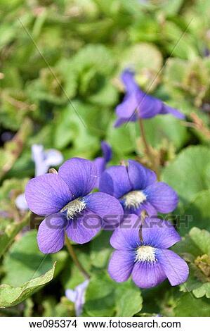 A trio of purple violets caught in a lawn View Large Photo Image Picture - A trio of purple violets caught in a lawn. Fotosearch