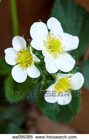 A trio of white strawberry blossoms View Large Photo Image Stock Photography - A trio of white strawberry blossoms. Fotosearch