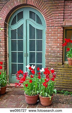 Stock Photo - A tulip is a bulbous plant in the genus Tulipa, comprising 109 species with showy flowers, in the family Liliaceae. Fotosearch