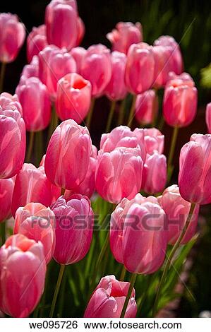 Stock Photograph - A tulip is a bulbous plant in the genus Tulipa, comprising 109 species with showy flowers, in the family Liliaceae. Fotosearch
