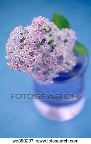 A twig of blooming lilacs in a glass vase (Syringa Vulgaris) View Large Photo Image Stock Photo - A twig of blooming lilacs in a glass vase (Syringa Vulgaris). Fotosearch