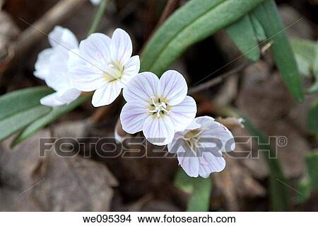 A view of the tiny wildflowers Spring Beauty and their pink striped petals View Large Photo Image Picture - A view of the tiny wildflowers Spring Beauty and their pink striped petals. Fotosearch