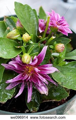 A wet pink dahlia in a pot after a summer rain View Large Photo Image Picture - A wet pink dahlia in a pot after a summer rain. Fotosearch