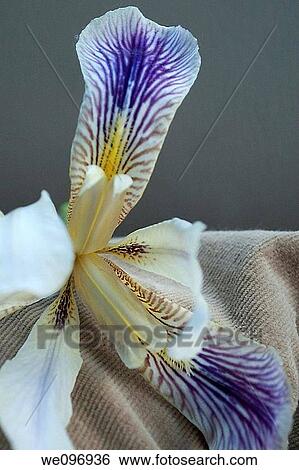 Stock Photograph - A white and purple iris against a tan and grey background. Fotosearch