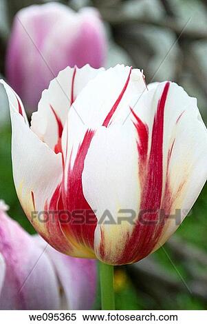 A white tulip streaked with red and yellow View Large Photo Image Stock Photography - A white tulip streaked with red and yellow. Fotosearch