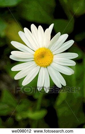 A wild daisy blooming on the edge of the forest View Large Photo Image Stock Image - A wild daisy blooming on the edge of the forest. Fotosearch