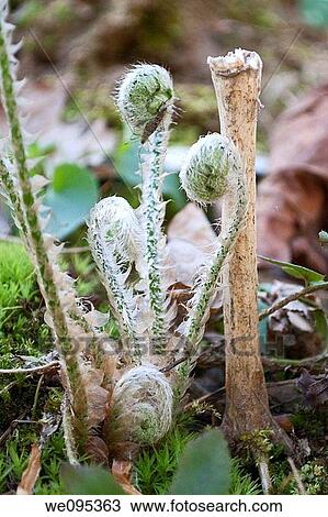 A wild fiddlehead fern about to unfurl with a bug View Large Photo Image Stock Image - A wild fiddlehead fern about to unfurl with a bug. Fotosearch