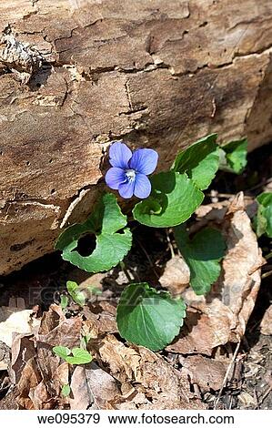 Stock Photo - A wild violet next to a downed tree. Fotosearch