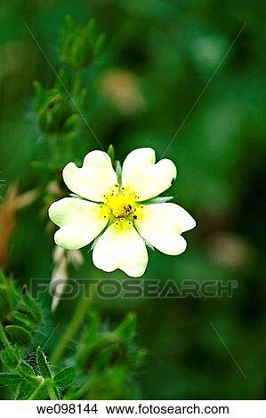 A wild yellow Potentilla View Large Photo Image Picture - A wild yellow Potentilla. Fotosearch