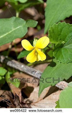 A wild yellow violet View Large Photo Image Stock Image - A wild yellow violet. Fotosearch