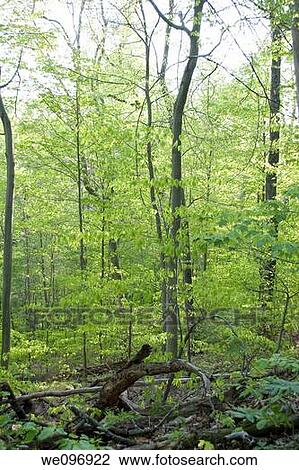 A woodland view in the Cuyahoga Valley View Large Photo Image Stock Image - A woodland view in the Cuyahoga Valley. Fotosearch