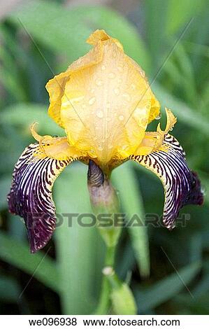 A yellow and purple striped iris covered in raindrops View Large Photo Image Stock Photo - A yellow and purple striped iris covered in raindrops. Fotosearch