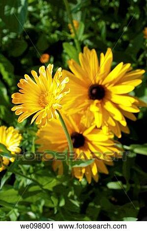 A yellow calendula flower in front of two doubled black eyed susans View Large Photo Image Stock Image - A yellow calendula flower in front of two doubled black eyed susans. Fotosearch