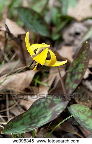 Stock Photography - A yellow spring blooming trout lily. Fotosearch