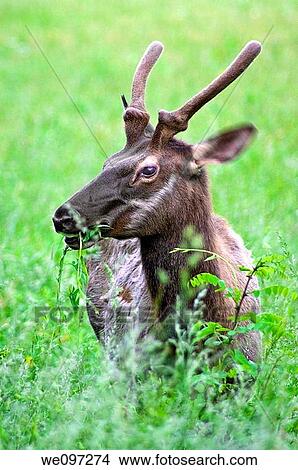 A Young Elk buck grazing in Great Smoky Mountains National park, View Large Photo Image Picture - A Young Elk buck grazing in Great Smoky Mountains National park,. Fotosearch