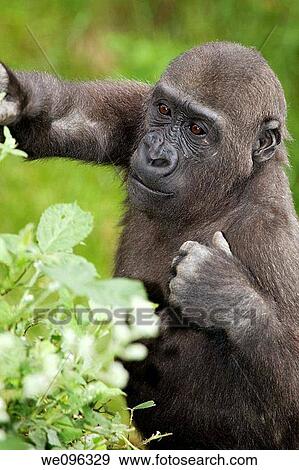 a young gorilla in the zoo Gorilla View Large Photo Image Stock Photo - a young gorilla in the zoo Gorilla. Fotosearch