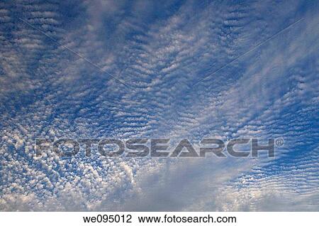Stock Image - Abstract blue sky with ripple puffball altocumulus clouds. Fotosearch