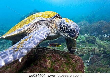 Adult green sea turtle Chelonia mydas agassizii underwater off the west side of Isabela Island in the waters surrounding the Galapagos Island Archipeligo, Ecuador Pacific Ocean View Large Photo Image Picture - Adult green sea turtle Chelonia mydas agassizii underwater off the west side of Isabela Island in the waters surrounding the Galapagos Island Archipeligo, Ecuador Pacific Ocean. Fotosearch