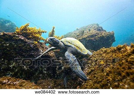 Adult green sea turtle Chelonia mydas agassizii underwater off the west side of Isabela Island in the waters surrounding the Galapagos Island Archipeligo, Ecuador Pacific Ocean View Large Photo Image Stock Image - Adult green sea turtle Chelonia mydas agassizii underwater off the west side of Isabela Island in the waters surrounding the Galapagos Island Archipeligo, Ecuador Pacific Ocean. Fotosearch