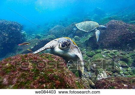 Adult green sea turtle Chelonia mydas agassizii underwater off the west side of Isabela Island in the waters surrounding the Galapagos Island Archipeligo, Ecuador Pacific Ocean View Large Photo Image Stock Image - Adult green sea turtle Chelonia mydas agassizii underwater off the west side of Isabela Island in the waters surrounding the Galapagos Island Archipeligo, Ecuador Pacific Ocean. Fotosearch