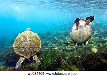 Adult green sea turtle Chelonia mydas agassizii underwater off the west side of Isabela Island in the waters surrounding the Galapagos Island Archipeligo, Ecuador Pacific Ocean View Large Photo Image Stock Photography - Adult green sea turtle Chelonia mydas agassizii underwater off the west side of Isabela Island in the waters surrounding the Galapagos Island Archipeligo, Ecuador Pacific Ocean. Fotosearch