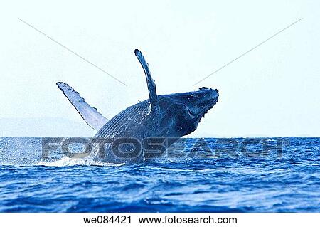 Adult humpback whale Megaptera novaeangliae breaching in the AuAu Channel between the islands of Maui and Lanai, Hawaii, USA Each year humpback whales return to these waters in the winter and spring to mate and give birth to their calves In the summer View Large Photo Image Stock Image - Adult humpback whale Megaptera novaeangliae breaching in the AuAu Channel between the islands of Maui and Lanai, Hawaii, USA Each year humpback whales return to these waters in the winter and spring to mate and give birth to their calves In the summer. Fotosearch
