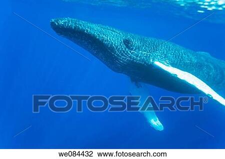 Stock Image - Adult humpback whale Megaptera novaeangliae underwater in the AuAu Channel between the islands of Maui and Lanai, Hawaii, USA Each year humpback whales return to these waters in the winter and spring to mate and give birth to their calves In the summe. Fotosearch