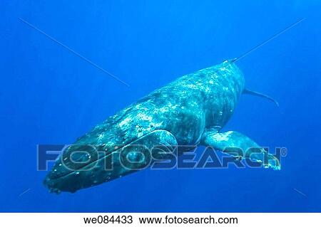 Adult humpback whale Megaptera novaeangliae underwater in the AuAu Channel between the islands of Maui and Lanai, Hawaii, USA Each year humpback whales return to these waters in the winter and spring to mate and give birth to their calves In the summe View Large Photo Image Stock Image - Adult humpback whale Megaptera novaeangliae underwater in the AuAu Channel between the islands of Maui and Lanai, Hawaii, USA Each year humpback whales return to these waters in the winter and spring to mate and give birth to their calves In the summe. Fotosearch