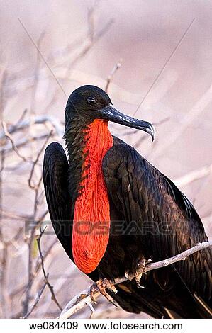 Adult male great frigate bird Fregata minor with deflated gular on North Seymour Island in the Galapagos Island Group, Ecuador Pacific Ocean This frigate bird is a kleptoparasite - it steals food from other birds often of the same species on the win View Large Photo Image Stock Photo - Adult male great frigate bird Fregata minor with deflated gular on North Seymour Island in the Galapagos Island Group, Ecuador Pacific Ocean This frigate bird is a kleptoparasite - it steals food from other birds often of the same species on the win. Fotosearch