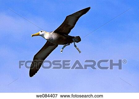 Adult waved albatross Diomedea irrorata at breeding colony on Espanola Island in the Galapagos Island Archipeligo, Ecuador Pacific Ocean This species of albatross is endemic to the Galapagos Islands Albatross exhibit a very intricate behavioral activ View Large Photo Image Stock Photo - Adult waved albatross Diomedea irrorata at breeding colony on Espanola Island in the Galapagos Island Archipeligo, Ecuador Pacific Ocean This species of albatross is endemic to the Galapagos Islands Albatross exhibit a very intricate behavioral activ. Fotosearch