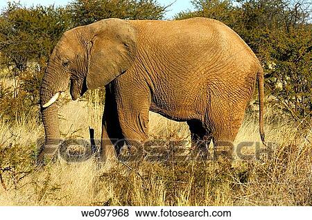 African Elephant foraging in the thorn bush savannah, Madikwe Game Reserve, South Africa View Large Photo Image Stock Photo - African Elephant foraging in the thorn bush savannah, Madikwe Game Reserve, South Africa. Fotosearch
