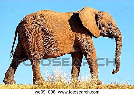 African Elephant, Loxodonta africana, Madikwe Game Reserve, South Africa View Large Photo Image Stock Photo - African Elephant, Loxodonta africana, Madikwe Game Reserve, South Africa. Fotosearch