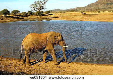 African Elephant wanders along the bank of the Tlou Dam water hole, Madikwe Game Reserve, South Africa View Large Photo Image Picture - African Elephant wanders along the bank of the Tlou Dam water hole, Madikwe Game Reserve, South Africa. Fotosearch