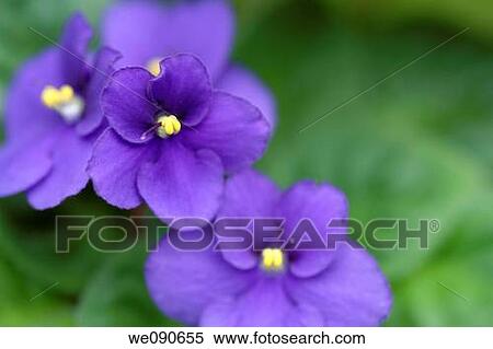 Stock Photography - African Violet Saintpaulia ionantha. Fotosearch