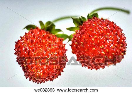 Alpine Strawberry Duo. Fragaria vesca. June 2005. Maryland, USA. View Large Photo Image Stock Image - Alpine Strawberry Duo. Fragaria vesca. June 2005. Maryland, USA.. Fotosearch