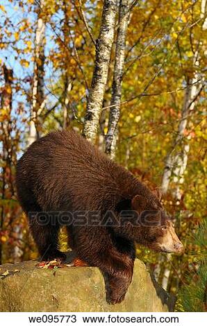 American Black Bear climbing down from a rock in a Minnesota birch forest with Fall colors in the morning View Large Photo Image Stock Image - American Black Bear climbing down from a rock in a Minnesota birch forest with Fall colors in the morning. Fotosearch