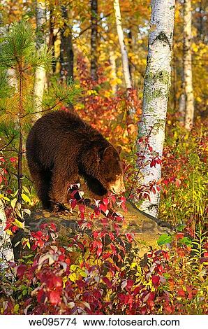 American Black Bear on a rock in a Minnesota birch forest with Fall colors at sunrise View Large Photo Image Picture - American Black Bear on a rock in a Minnesota birch forest with Fall colors at sunrise. Fotosearch