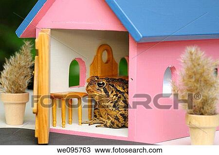 American toad in a miniature furnished house with open door View Large Photo Image Stock Image - American toad in a miniature furnished house with open door. Fotosearch