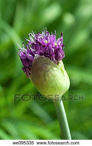 An allium bud beginning to bloom View Large Photo Image Stock Photography - An allium bud beginning to bloom. Fotosearch