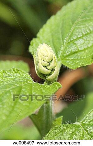 Stock Photo - An annual Salvia budding up. Fotosearch