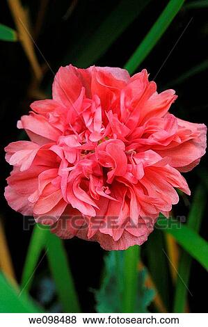 An Antique Peony Poppy blossom View Large Photo Image Stock Photo - An Antique Peony Poppy blossom. Fotosearch